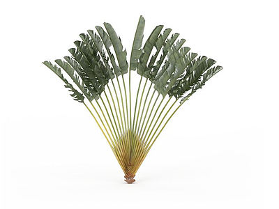 3d绿色蒲扇状植物模型