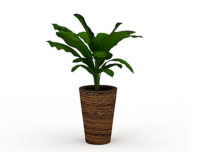 3d芭蕉盆栽植物模型