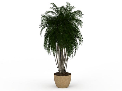 椰子盆栽模型3d模型