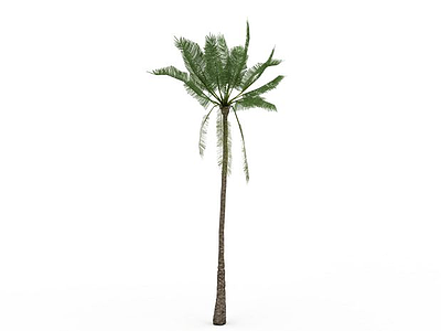 亚热带树模型