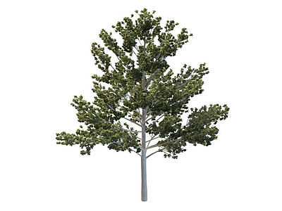 桦树模型3d模型