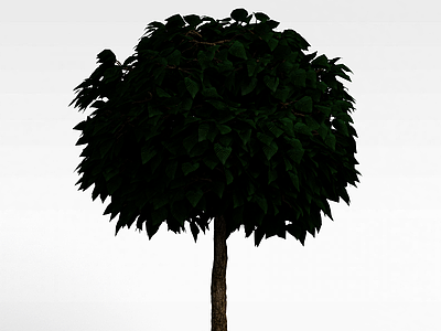 园林景观树木模型3d模型