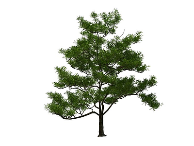 3d柏树免费模型