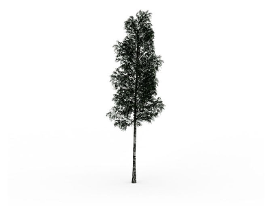 3d杨树模型