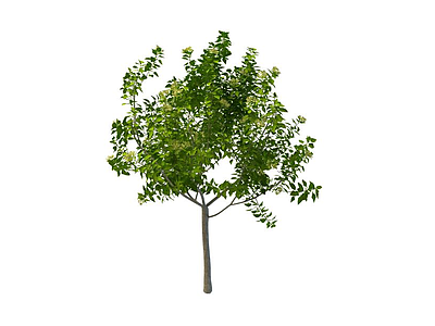 3d绿化植物免费模型
