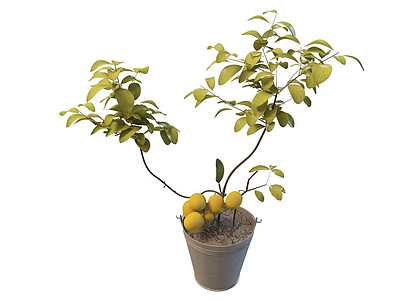 3d杏树盆栽模型