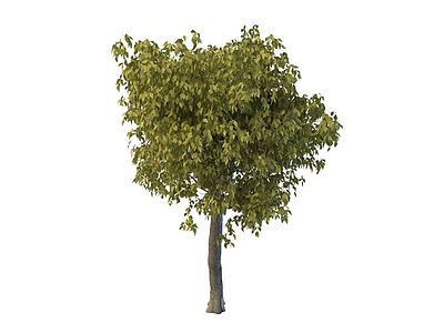 庭院树木模型