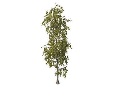 3d绿化环境树免费模型