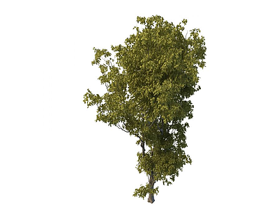 3d茂盛大树模型