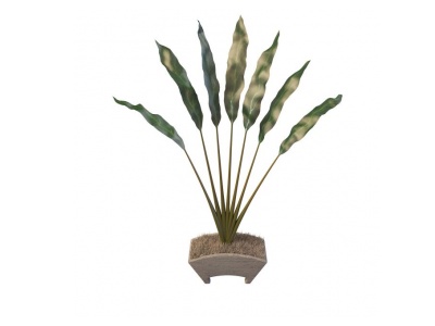 热带植物盆栽模型