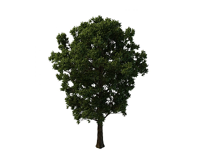 绿化环境树模型3d模型