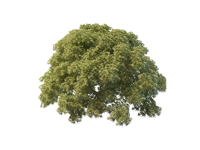 茂密大树模型3d模型