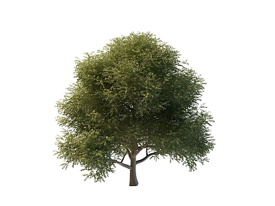 3d槐树免费模型