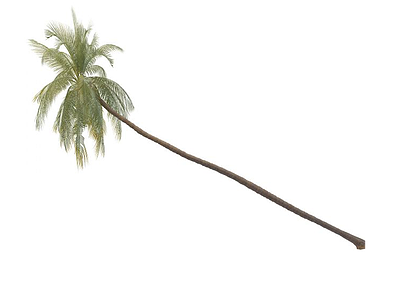 3d椰子树免费模型