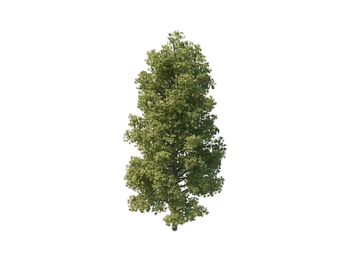 3d景观树木模型