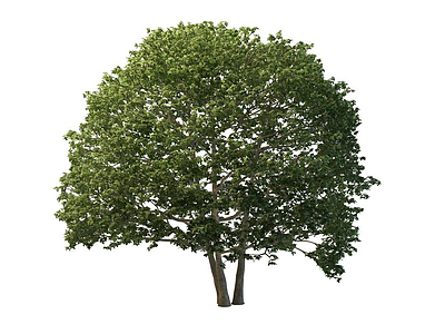 绿化苗木模型
