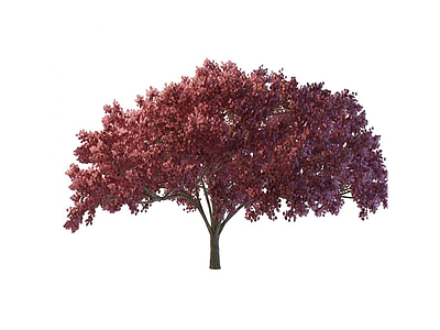 3d红叶树免费模型