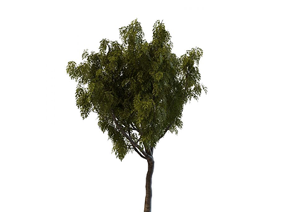 3d道路绿化树模型