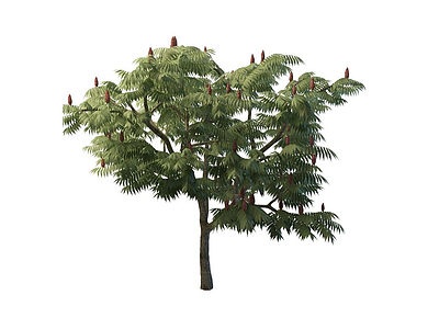 3d松树模型
