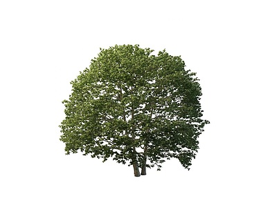 道路绿化树模型