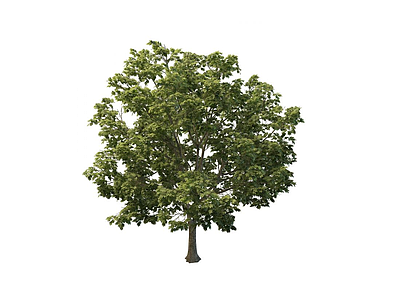3d绿化环境苗木免费模型