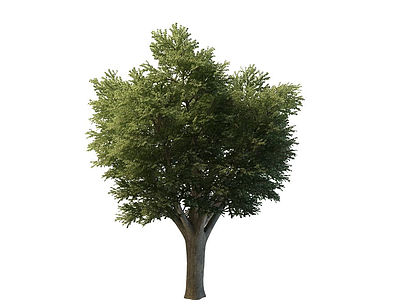 园林树模型