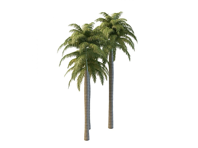 3d仿真椰子树模型