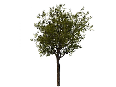 3d园林树模型