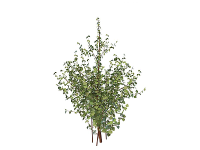 3d阔叶灌木模型