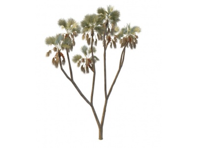 3d亚热带植物模型