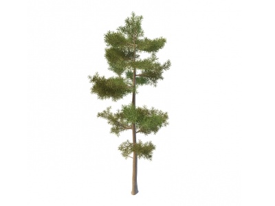 3d松树模型