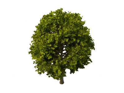 3d阔叶树免费模型