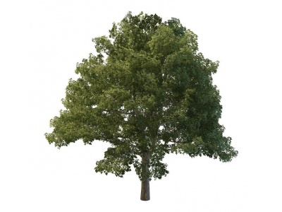 3d绿化树免费模型