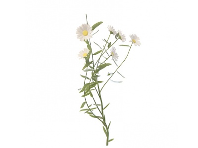 白色菊花模型