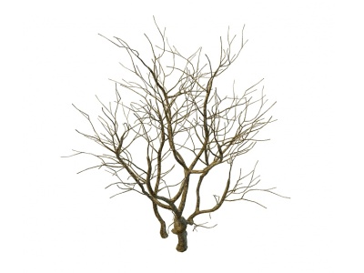 枯树模型