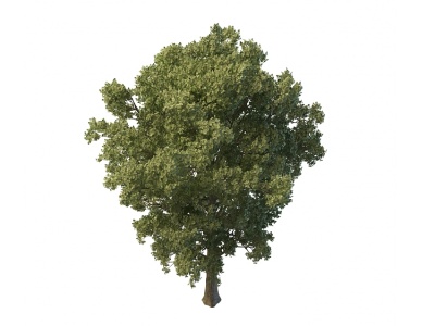 3d园林树免费模型