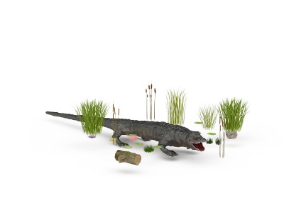 野生鳄鱼模型