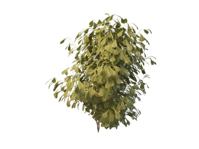 绿叶灌木模型