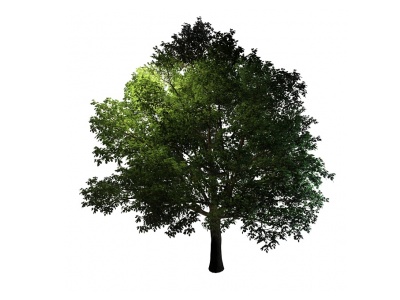 3D茂盛树木香樟树模型