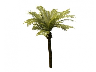 椰子树模型