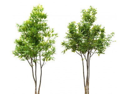 现代植物枫树模型