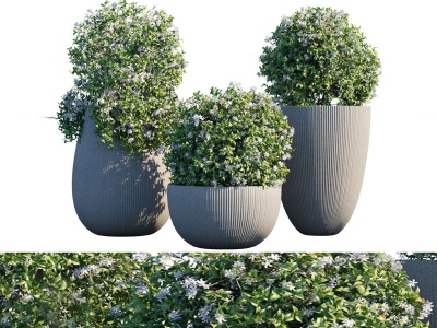 3d现代植物盆栽白花模型