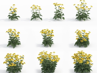 3d现代植物花草金光菊模型
