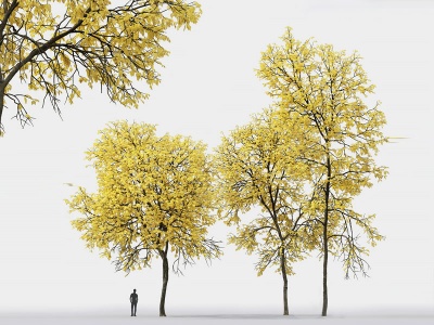 秋天白蜡树梣树模型