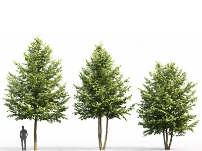 3d现代植物椴树模型