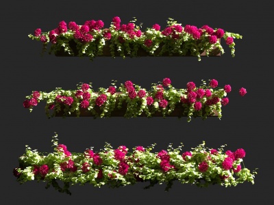 现代盆栽花卉天竺葵老鹳草模型3d模型