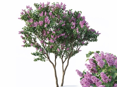 3d现代丁香树模型