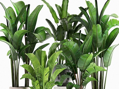 3d植物盆栽旅人蕉美人蕉芭蕉模型