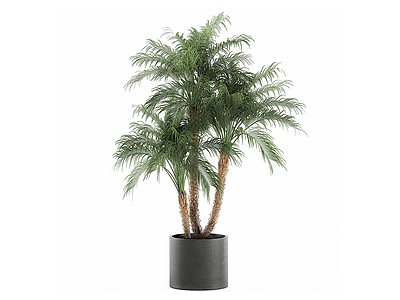 3d现代植物盆栽棕榈树模型