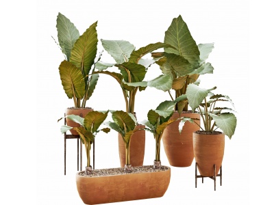 3d现代植物花卉盆栽模型